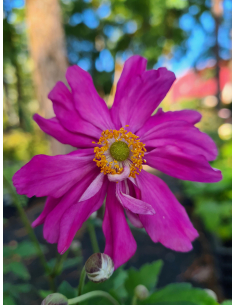 Zawilec japoński 'Prinz Heinrich' - Anemone
