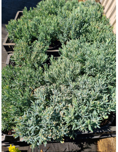 Modrzewnica pospolita 'Blue Ice' - Andromeda polifolia 2L 2
