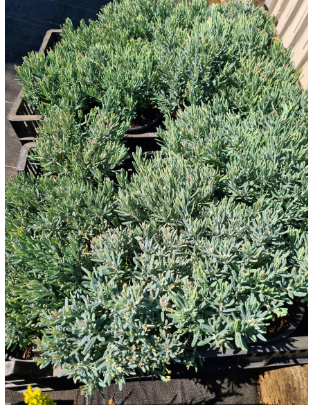 Modrzewnica pospolita 'Blue Ice'  sadzonki