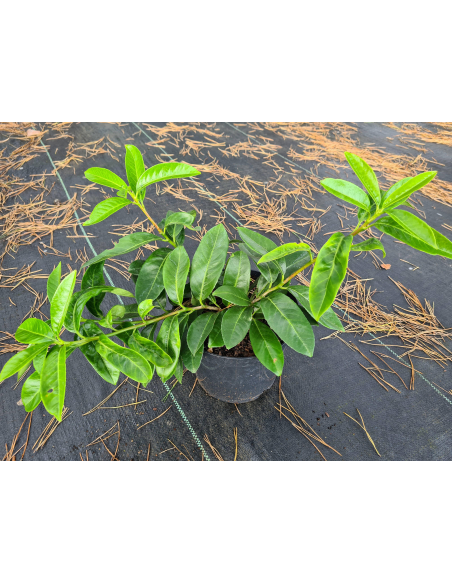 Laurowiśnia wschodnia 'Mount Vernon' sadzonki