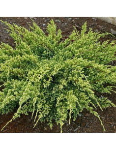 jałowiec łuskowaty Dream Joy' (łac. Juniperus squamata)