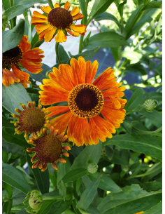 Dzielżan ogrodowy 'Waltraud' - Helenium x hybridum
