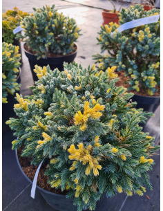 Jałowiec łuskowaty 'Floreant'  - Juniperus 2L