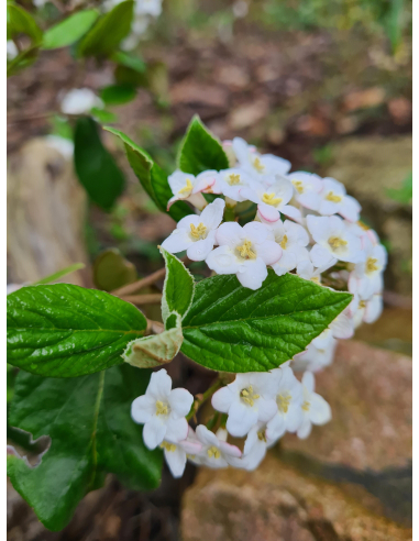 Kalina Burkwooda (Viburnum × burkwoodii) duże sadzonki