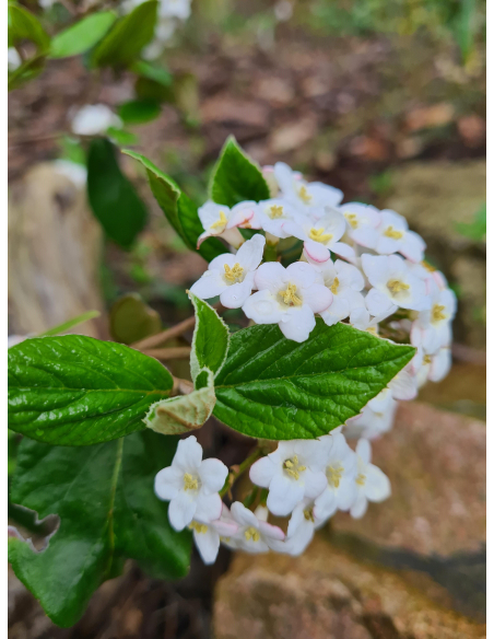 Kalina Burkwooda (Viburnum × burkwoodii) duże sadzonki