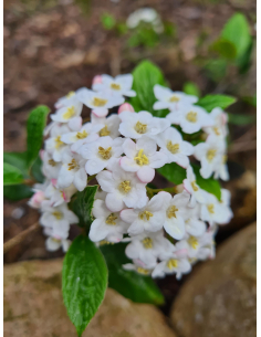 Kalina Burkwooda (Viburnum × burkwoodii) duże sadzonki 2