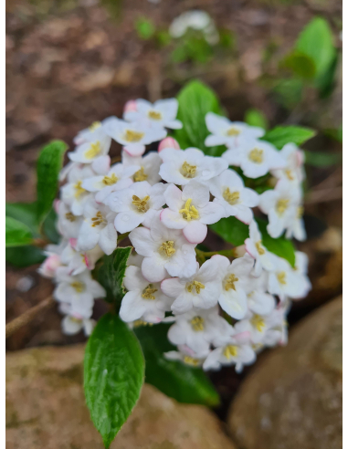 Kalina Burkwooda (Viburnum × burkwoodii) duże sadzonki
