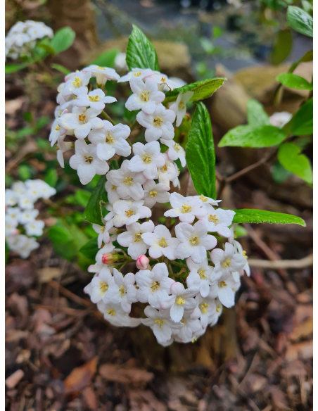 Kalina Burkwooda (Viburnum × burkwoodii) duże sadzonki