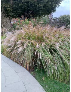 Miskant chiński Dronning Ingrid (Miscanthus sinensis) sadzonki