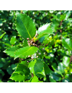 Ostrokrzew Ilex ×meserveae 'Blue Prince'