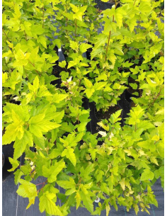 Pęcherznica kalinolistna 'Luteus' - 3L