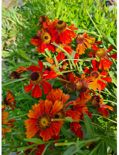 Dzielżan ogrodowy 'Moerheim Beauty' - Helenium hyb