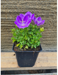 Dzwonek karpacki 'Pearl Deep Blue' - Campanula P9 2