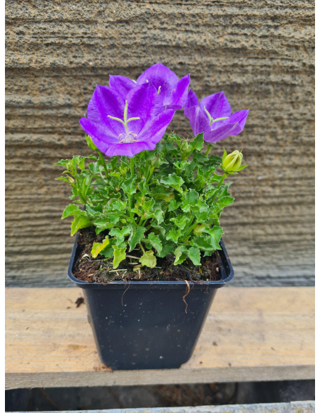 Dzwonek karpacki 'Pearl Deep Blue' - Campanula P9