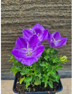 Dzwonek karpacki 'Pearl Deep Blue' - Campanula P9