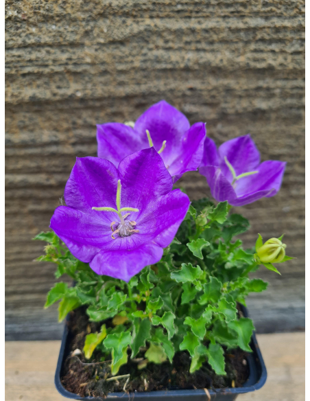 Dzwonek karpacki 'Pearl Deep Blue' - Campanula P9