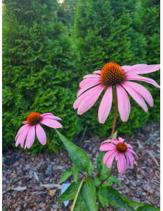 Jeżówka purpurowa 'Magnus'  - P9- Echinacea purpurea 