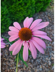 Jeżówka purpurowa 'Magnus'  - P9- Echinacea purpurea  2