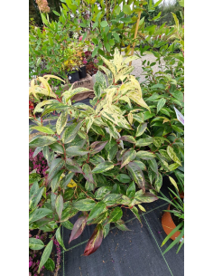 Kiścień wawrzynowy 'Rainbow' - Leucothoe 3L