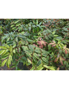 Kiścień wawrzynowy 'Rainbow' - Leucothoe 3L 2