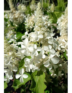 Hortensja bukietowa 'Levana' sadzonki