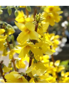 Forsycja pośrednia 'Goldrusch' 2L