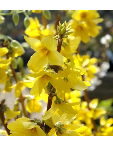 Forsycja pośrednia 'Goldrusch' 2L