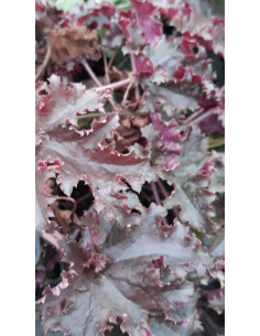 Żurawka 'Black Pearl' - Heuchera - 1L