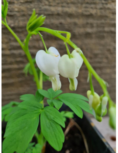 Serduszka okazała 'Alba' - Dicentra spectabilis 1L