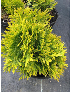 Żywotnik zachodni 'Mirjam' - thuja tuja 2