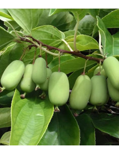 Duże, podłużne owoce mini kiwi 'Jumbo' na pnączu, trzymane w dłoni dla pokazania skali.