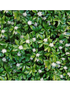 sadzonki Runianka japońska 'Green Carpet'