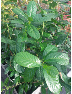 Laurowiśnia wschodnia 'Novita' 3L