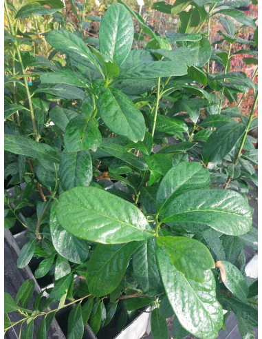 Laurowiśnia wschodnia 'Novita' 3L