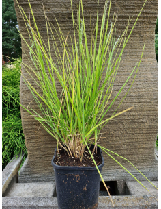 Sesleria jesienna - Sesleria autumnalis 1L