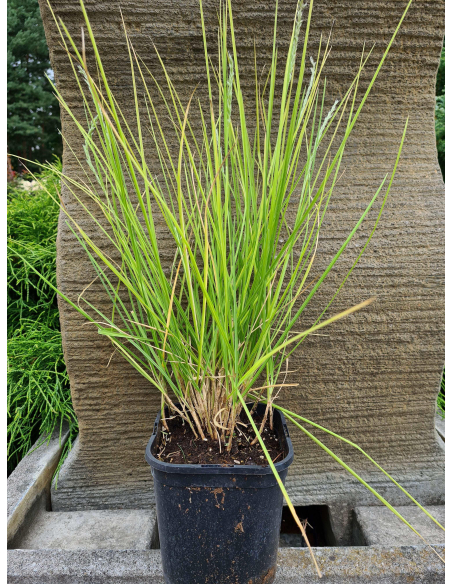 Sesleria jesienna - Sesleria autumnalis 1L