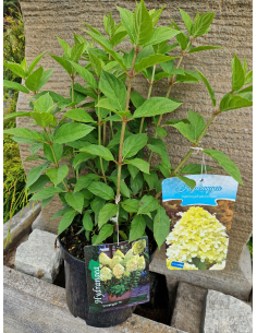 Hortensja bukietowa 'Limelight' - Hydrangea panicu 2