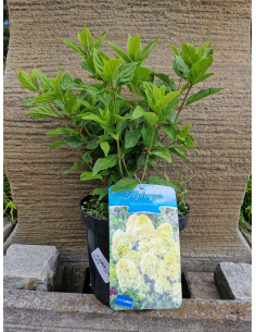 Hortensja bukietowa 'Silver Dollar' 3L 2