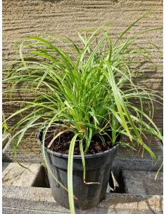 Turzyca Morrowa 'Silver Sceptre' - Carex morrowii 2