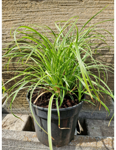 Turzyca Morrowa 'Silver Sceptre' - Carex morrowii