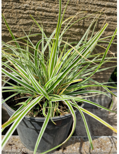 Turzyca oszimska 'Everest' - Carex oshimensis 2L-3