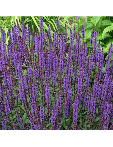 Szałwia omszona 'Caradonna Compact' - Salvia 1L