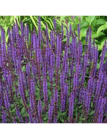 Szałwia omszona 'Caradonna Compact' - Salvia 1L
