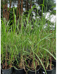 Miskant olbrzymi 'Giganteus' -  Miscanthus 3L