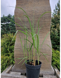 Miskant olbrzymi 'Giganteus' -  Miscanthus 3L 2