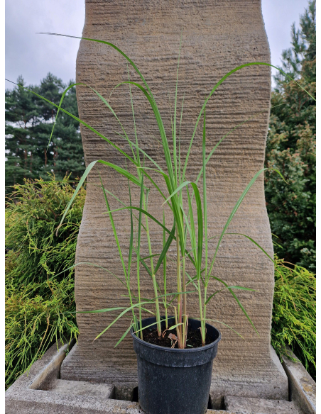 Miskant olbrzymi 'Giganteus' -  Miscanthus 3L