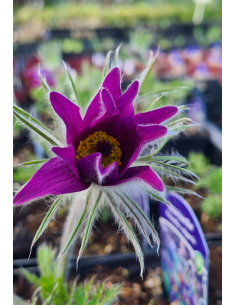 Sasanka zwyczajna 'Pinwheel Violet Blue' -1L- Pulsati