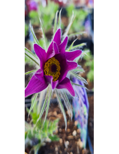 Sasanka zwyczajna 'Pinwheel Violet Blue' -1L- Pulsati 2