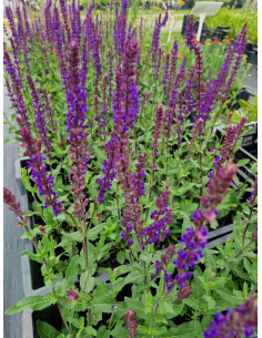 Szałwia omszona 'Caradonna' - Salvia nemerosa 1L
