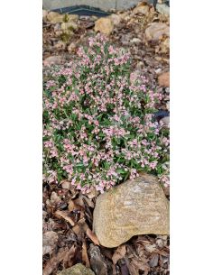 Modrzewnica pospolita 'Blue Ice' - Andromeda polifolia 2L